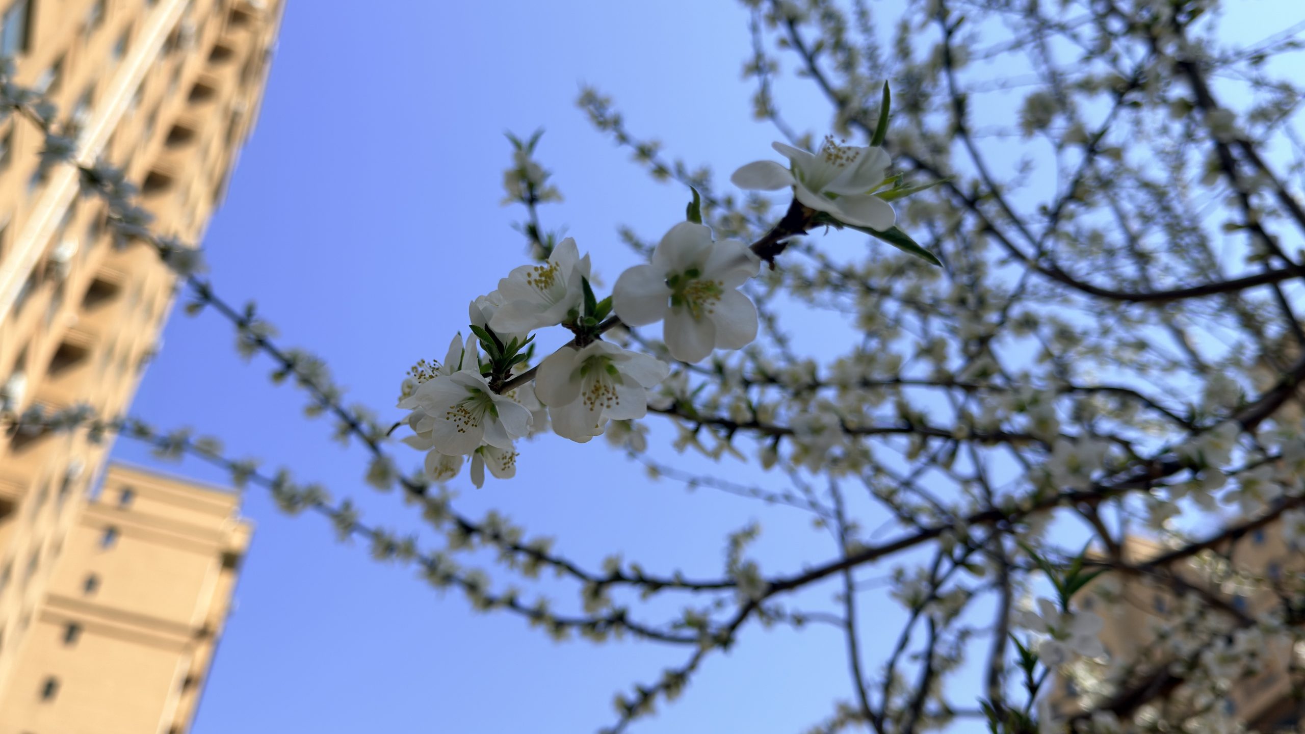 春暖花开 相遇春城-拾伍